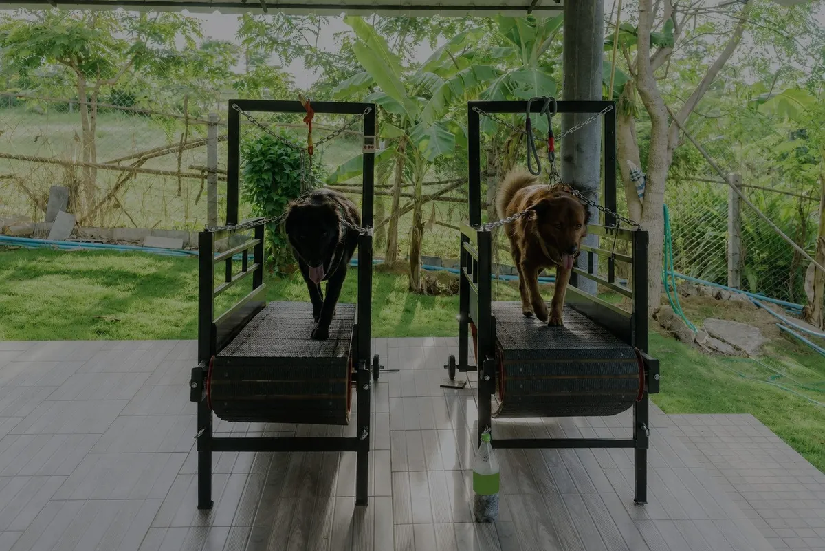 A self-powered slatmill - the dog sets its own pace, no motor